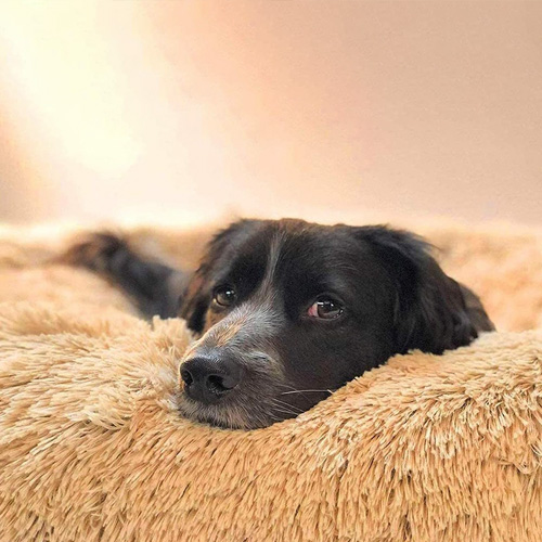 Calming God Bed
