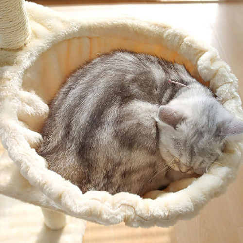 Luxry cat bed