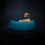 luxury velvet dog bed 2