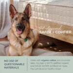 organic dog bed 2