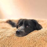 orthopedic calming dog bed 1 1