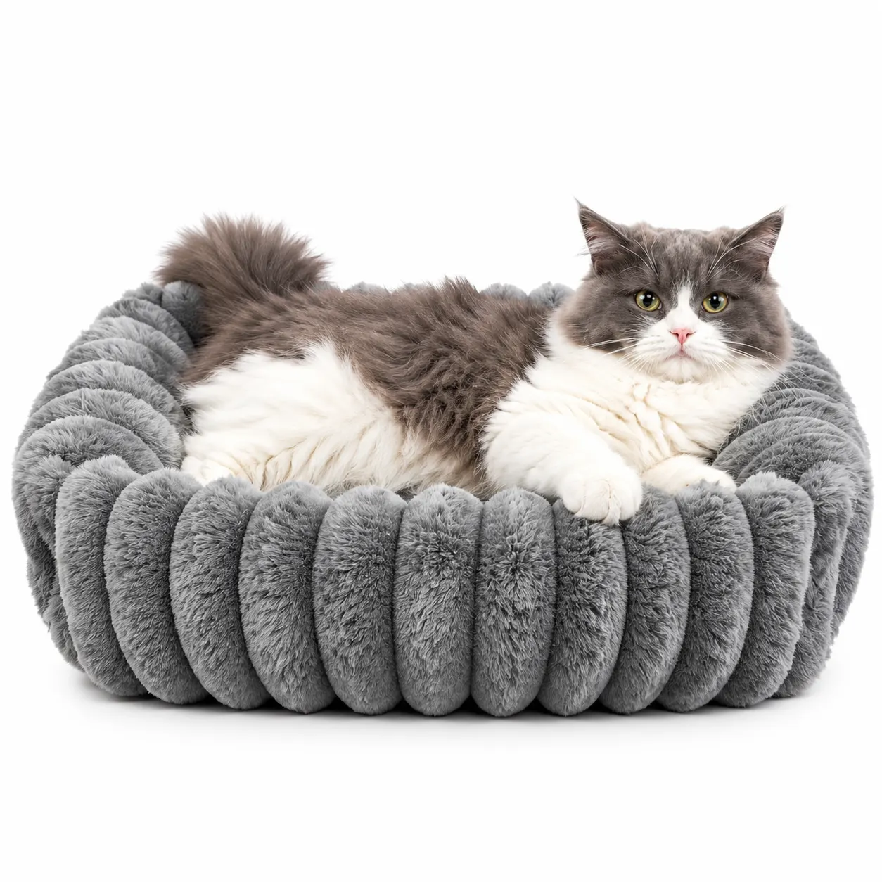 orthopedic kitten bed