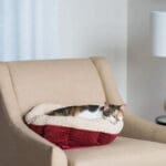 self warming cat bed
