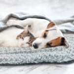 warming cat bed for indoor cats 5