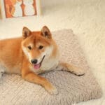 waterproof orthopedic dog bed 4