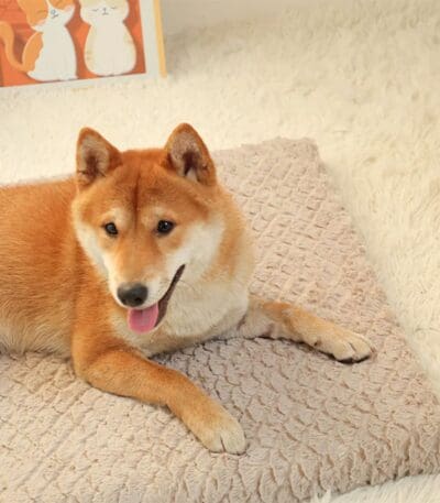 waterproof orthopedic dog bed 4