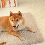 waterproof orthopedic dog bed 4