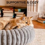 donut cat bed for indoor cats 1