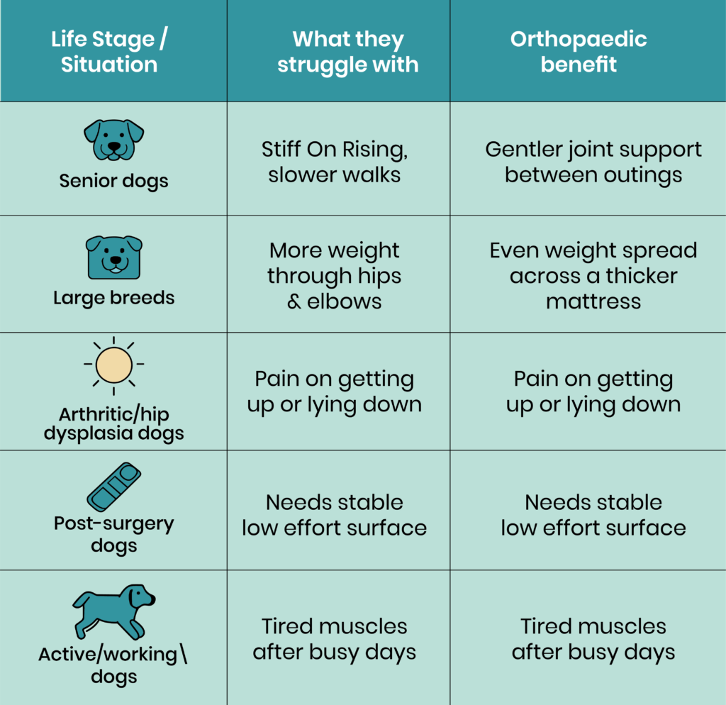 10 orthopedic dog bed 02