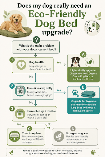 Does my dog really need an Eco Friendly Dog Bed upgrade
